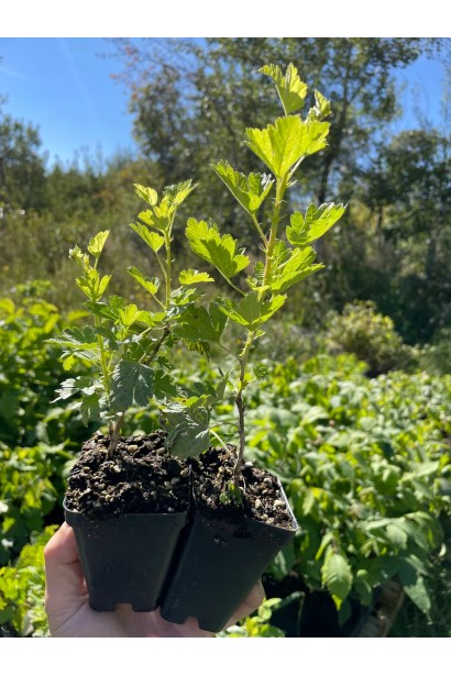 Аґрус Золотистий - саджанець Р9